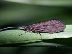 sedge vero